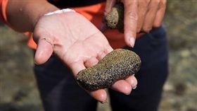 海參-flickr-woodyhuang4-https://www.flickr.com/photos/woodyhuang/6230028958/