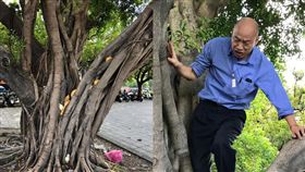 韓國瑜,爬樹,發泡劑,樹木,高雄,市長