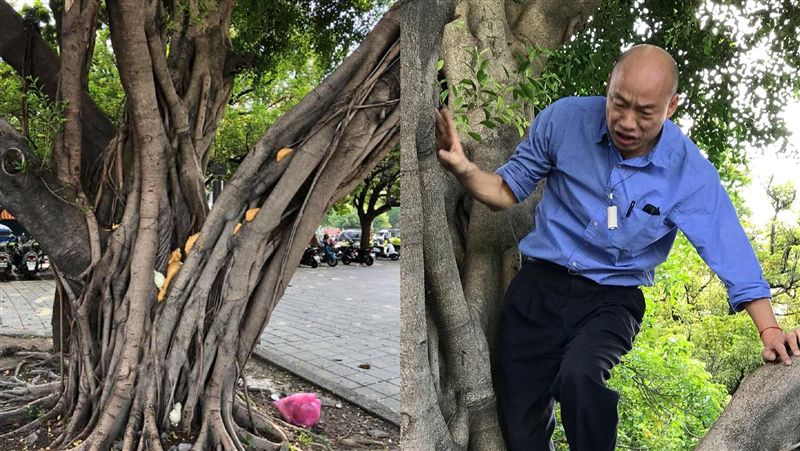韓國瑜害死那棵樹？樹洞長毒瘤網罵翻