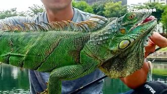 酷斯拉台中出沒！竟咬袋潛逃恐繁衍