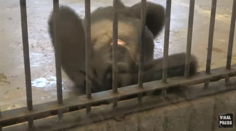 被關在百貨達27年！大猩猩憂鬱打滾
