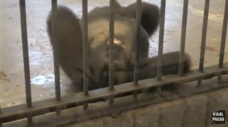 被關在百貨達27年！大猩猩憂鬱打滾