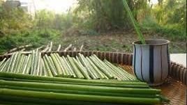 越南,植物吸管,蒲草。(圖/翻攝自推特)