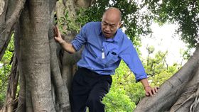 韓國瑜,爬樹,登革熱,樹洞,孳生,病媒蚊