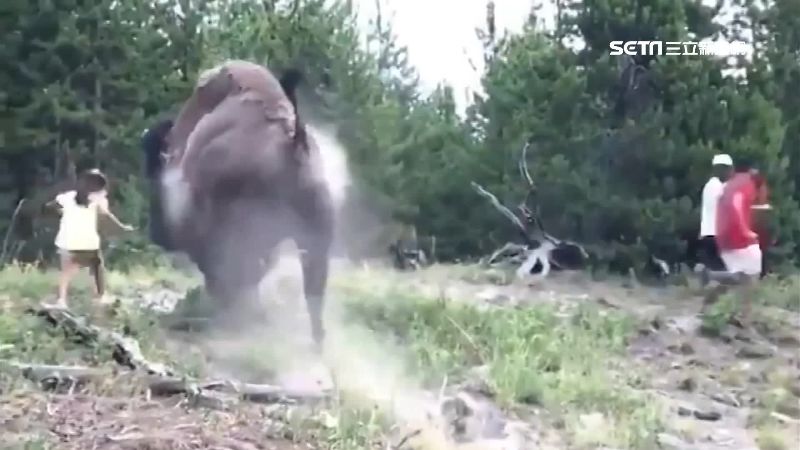 美黃石公園野牛發狂！9歲女童遭拋飛
