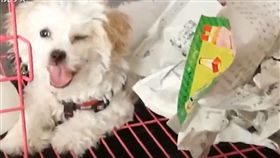 狗,暑假作業,眨眼,男童（圖／翻攝自微博）