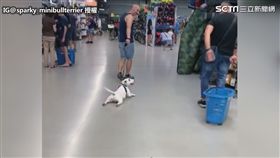 ▲總是讓經過的路人忍不住多瞄一眼。（圖／Instagram@sparky_minibullterrier授權）