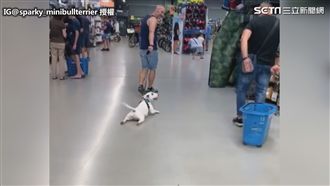 影／懶狗的最高境界　一路趴到底