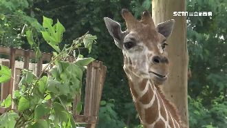 超萌長頸鹿來了！一公一母台南齊亮相
