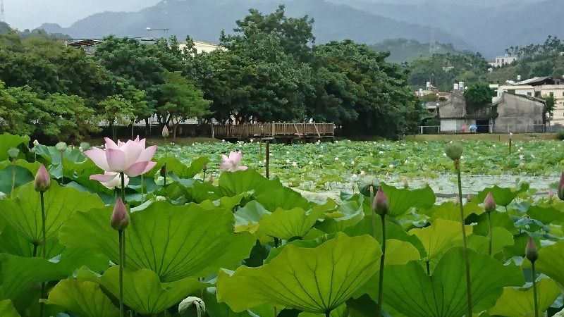 盛夏賞荷！東勢辦「悠遊荷岸咖啡日」
