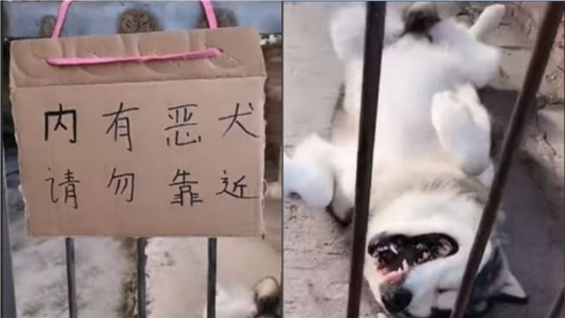 內有惡犬請勿靠近！二哈睡到四腳朝天