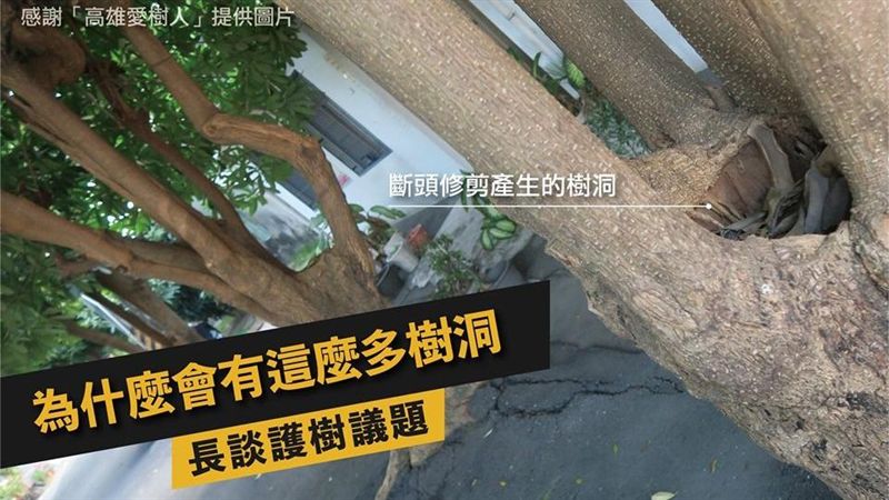 發泡劑填樹洞…黃捷反問韓國瑜這點！