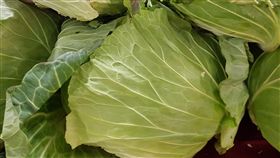 甘藍聰明種有保障農糧署中區分署26日表示，適合在秋冬季種植的甘藍，將於8月1日至明年2月28日，受理種植登記，聰明種收益保障。（資料照片）中央社記者葉子綱攝  108年7月26日