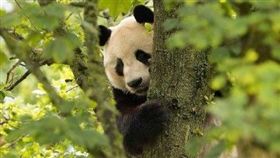 貓熊,英國,愛丁堡,動物園（圖／翻攝自微博）