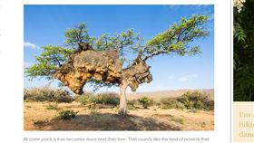 鳥巢,巨無霸,南非,群織雀。(圖/翻攝自wired)