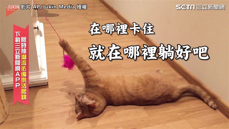 貪玩出大事！喵星人哪裡卡住哪裡躺好