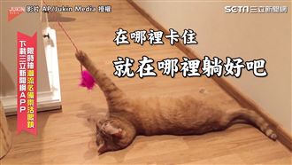 貪玩出大事！喵星人哪裡卡住哪裡躺好