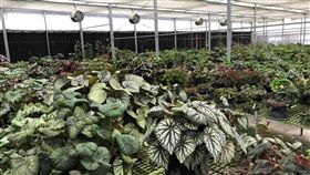 熱帶植物方舟　辜嚴倬雲植物保種中心坐落於屏東縣高樹鄉，辜嚴倬雲植物保種中心（KBCC），受國際認證，是現今世上物種最豐富的熱帶植物園。中央社記者吳柏緯攝  108年7月27日