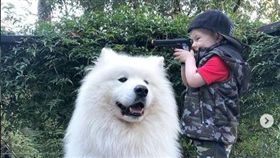 (16:9)薩摩耶,陪伴,IG,寵物,超暖（圖／翻攝自kimba_and_kafka_samoyed IG）