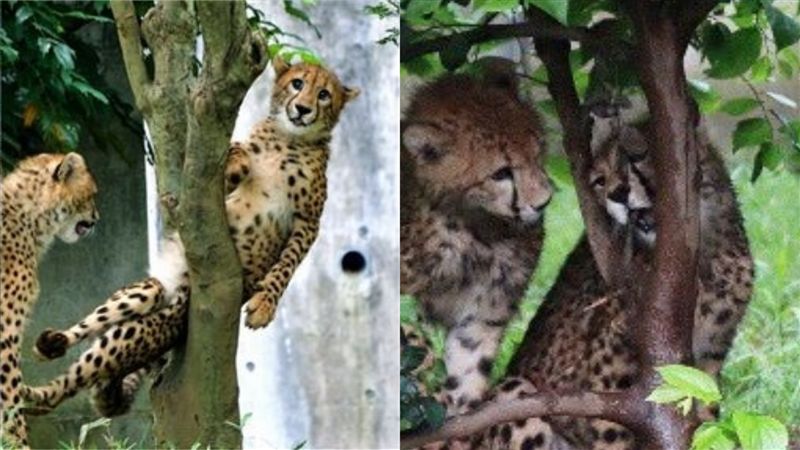 獵豹又出糗卡樹杈！超囧表情笑翻網友