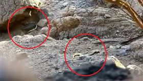 （圖／翻攝自YouTube）眼鏡蛇,斷尾,求生