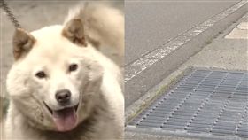 日本,青森,女童,狗狗,攻擊,昏倒,襲擊,祖母,項圈,狗鍊,腦出血 圖／翻攝自YouTube