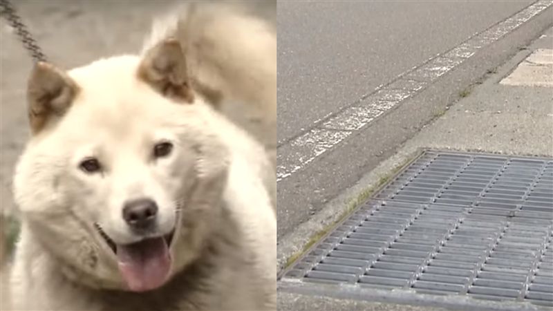 日女童昏迷路邊！鄰居狗卻趴在她身上