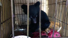 台灣黑熊,熊媽媽,走散,飼主,幼熊　圖／村民提供