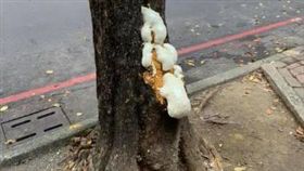 網友揭露高雄路樹（圖／翻攝自Dcard）