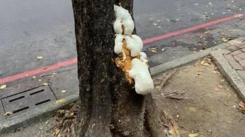 發泡劑炸出！韓市府讓樹洞「飽到吐」