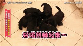 ▲汪星人居然開始一邊喝一邊轉圈圈，且越轉越快。（圖／AP/Jukin Media 授權）