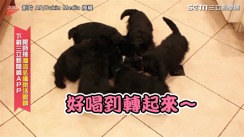 汪星人圍圈喝牛奶　好喝到轉起圈圈
