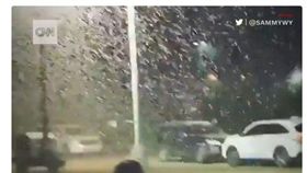 美國,拉斯維加斯,蝗蟲,過境,無害