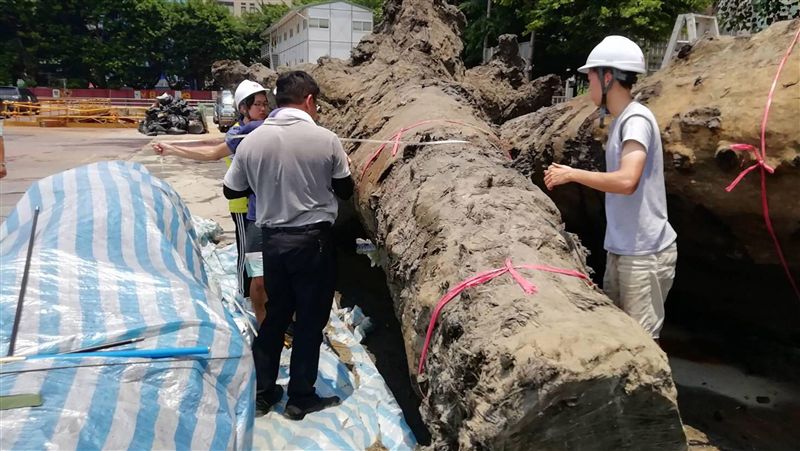 忠孝國中出古木　初判樹齡約500歲