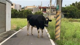 牛,愛心,上班,擋路(圖/翻攝自爆廢公社二館)