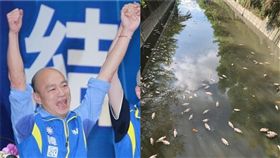 韓國瑜,高雄,魚屍（組合圖／資料照、翻攝臉書）
