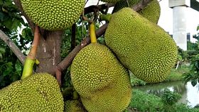 榴槤,馬來西亞,波羅蜜,中國,市場