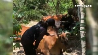 劉嘉玲遇牛群伸手摸頭　網轟：壞榜樣