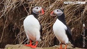 陳耀恩,Ean Chen,冰島,Puffin,北極海鸚,冰島吉祥物
勿用