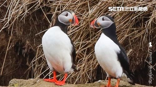 冰島最萌夏季限定　苦情逗趣的海鸚…