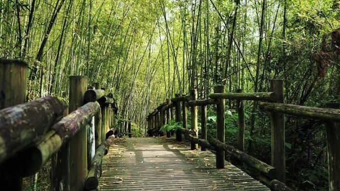 阿里山自由行景點　交通超強懶人包！