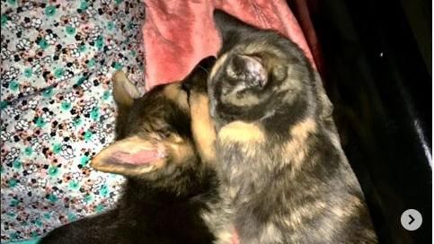 女子送養中途貓　愛犬緊抱留下貓姐姐