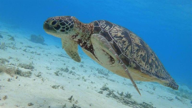 沖繩離島：慶良間藍！沖繩水上玩法