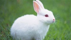 兔子,翻攝自百度
