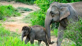 亞洲象,緬甸,盜獵,血念珠,象皮(圖/翻攝自elephant family臉書)