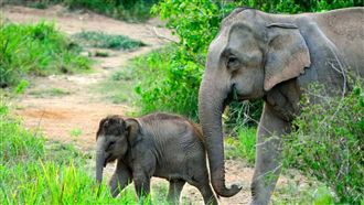 聞大便交朋友！北市亞洲象搬家等雨林翻新