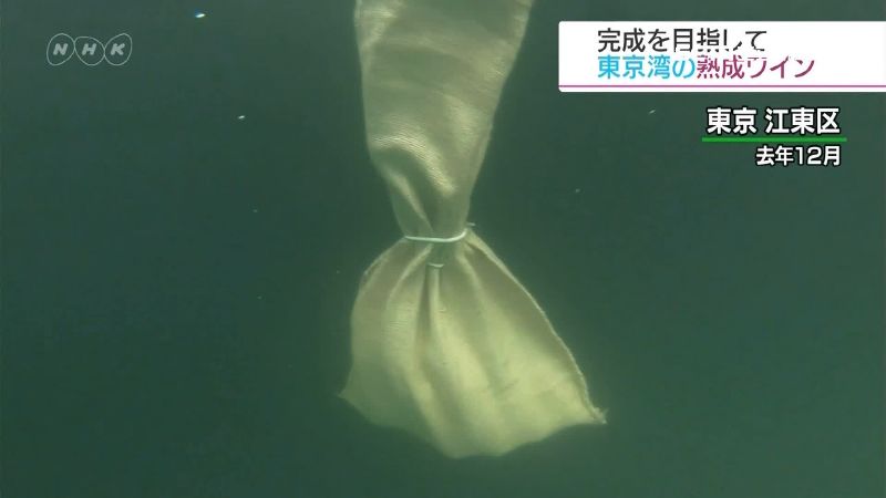 日研發海底熟成葡萄酒！溫潤好入口