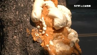 不顧疫情只拚選舉！登革熱再添1例