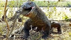 科摩多巨蜥,科摩多龍,猴子,獵殺（圖／翻攝自推特）
