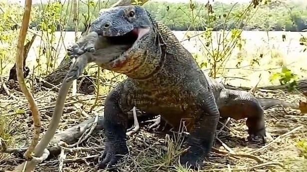 兇猛巨獸恐怖獵殺！6口吞猴畫面曝光